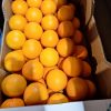 Caja de naranjas frescas seleccionadas por una empresa andaluza con producción cercana, procesos controlados y capacidad de exportación