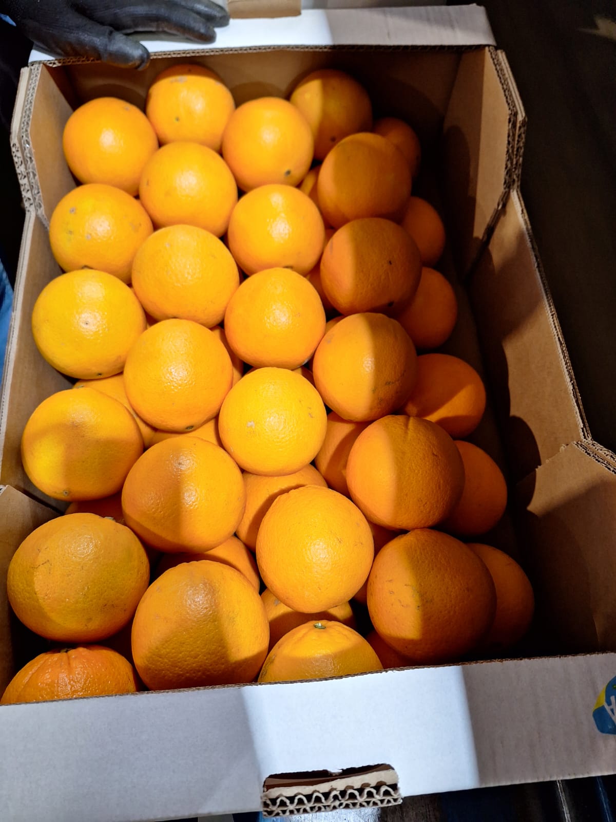 Caja de naranjas frescas seleccionadas por una empresa andaluza con producción cercana, procesos controlados y capacidad de exportación
