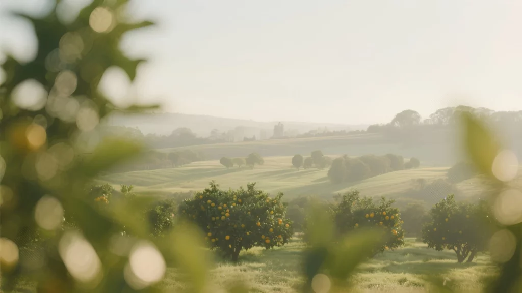 Plantación de naranjos en entorno rural gestionada por una empresa andaluza con producción cercana, procesos controlados y capacidad de exportación